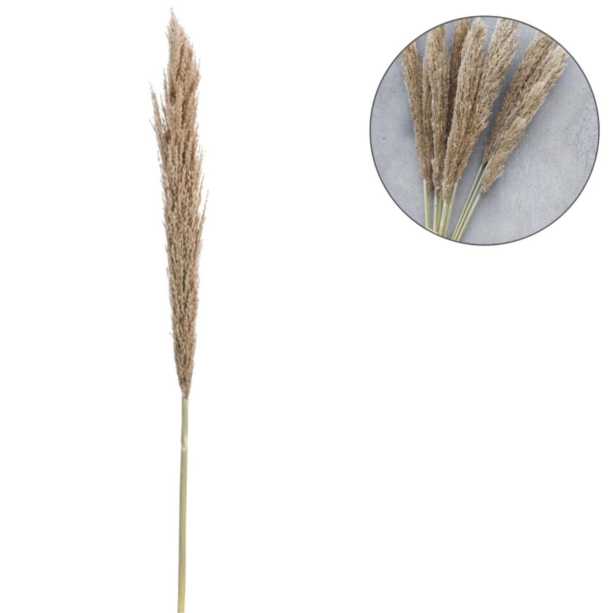 Herbe de la pampa séchée, couleur naturelle | 